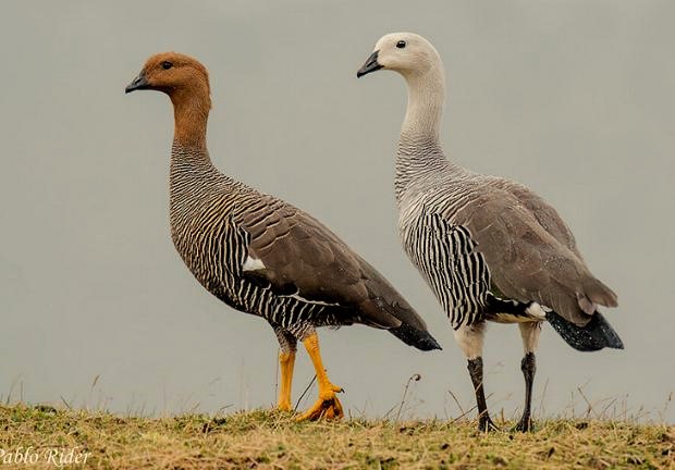Faro Punta Dungenes - Imagen 14