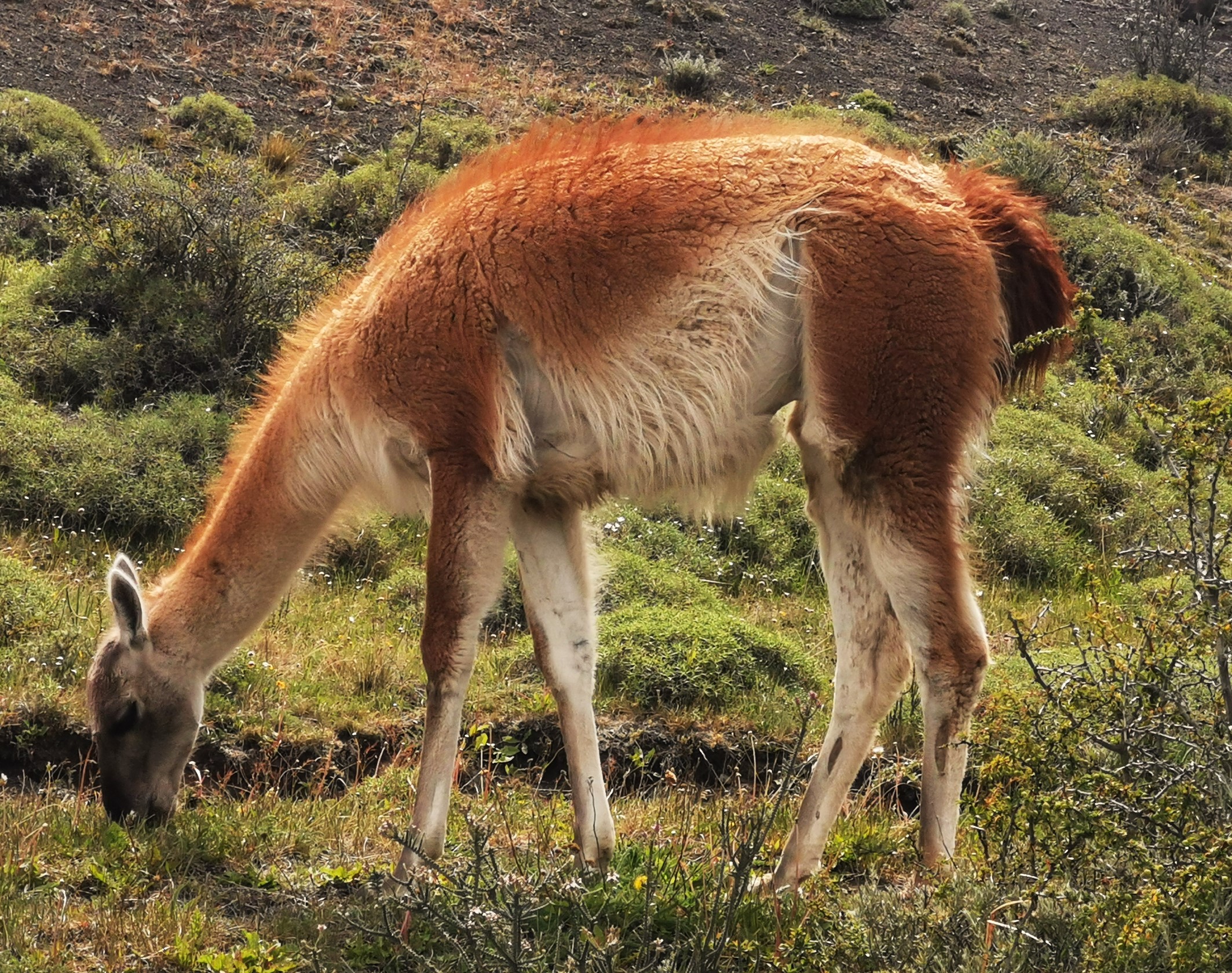 Faro Punta Dungenes - Imagen 13