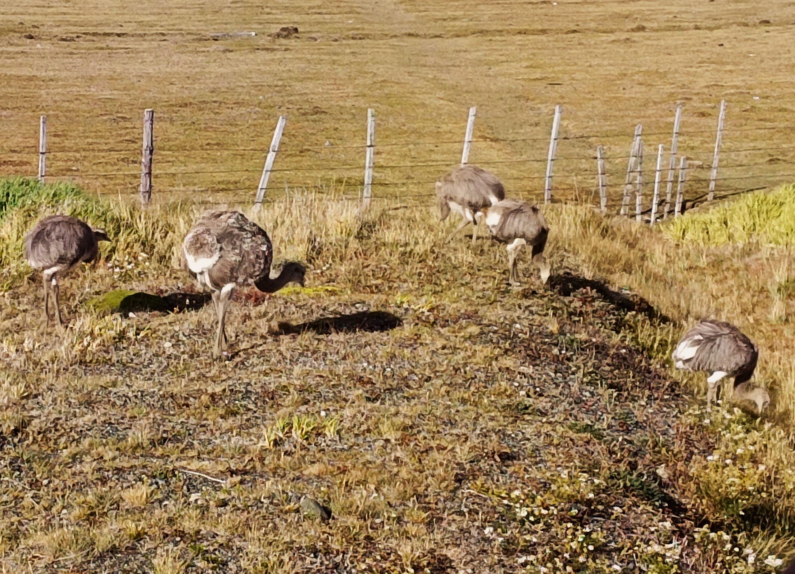 Faro Punta Dungenes - Imagen 11